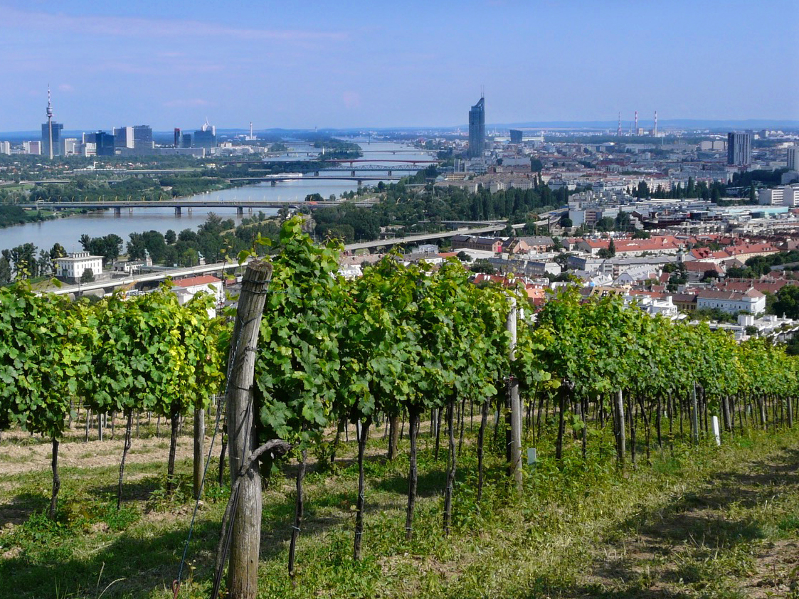 Vienna - Wien urban vineyards in the city