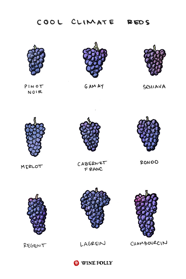 cool-climate-red-wines