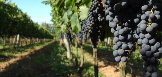 Viña Progreso Image