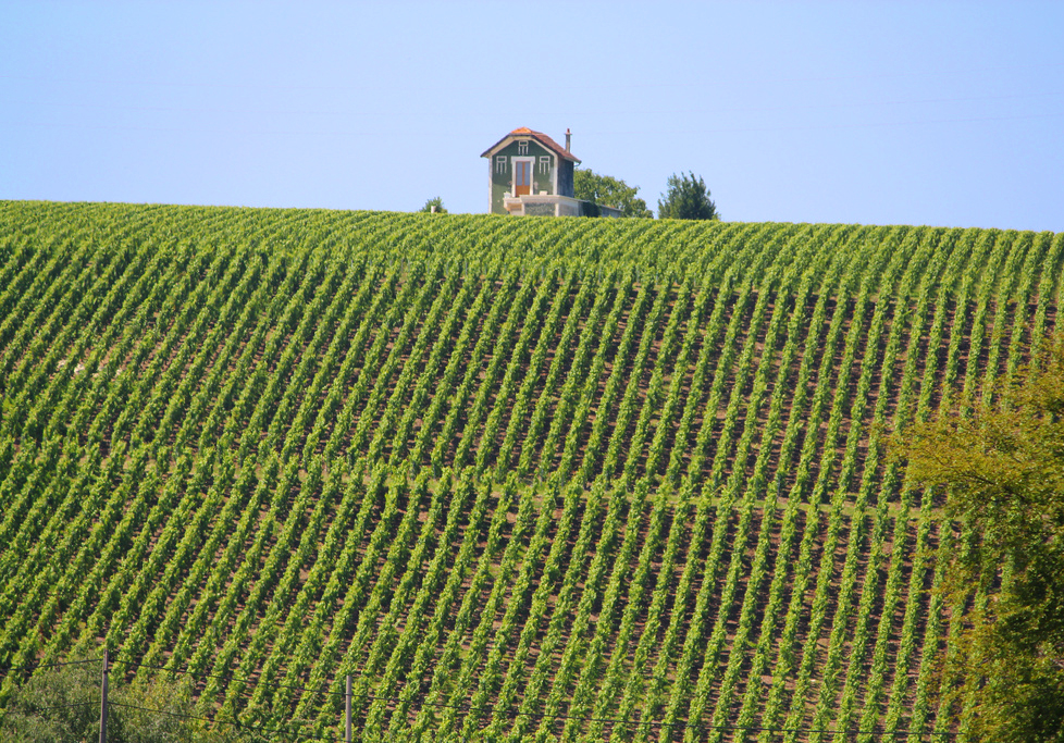 epernay-france-vineyards-champagne-rhodeson
