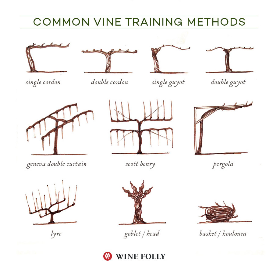grapevine-training-methods