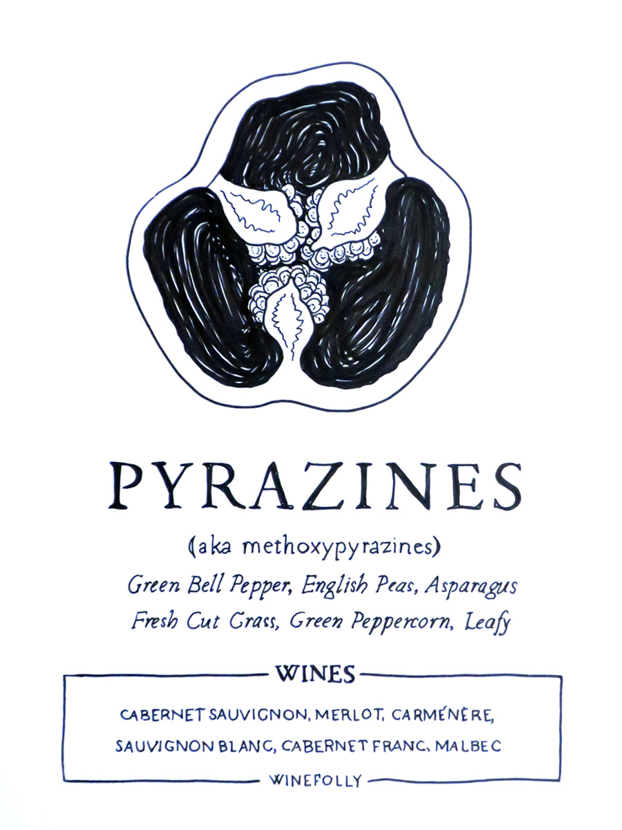 Pyrazines-illustrattion